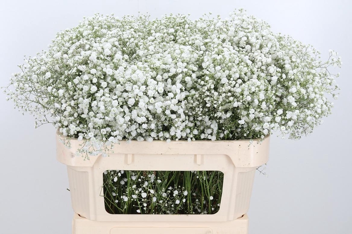 <h4>Gyps Pa Xlence 70 20</h4>