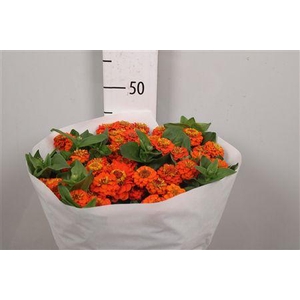 Zinnia Lill Orange