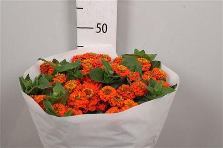 <h4>Zinnia Lill Orange</h4>