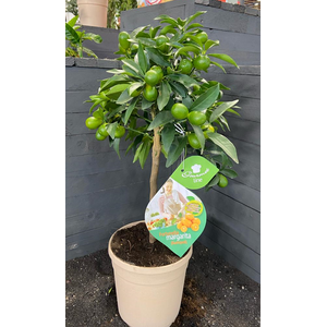 Citrus hystrix