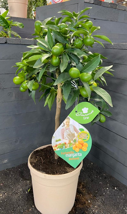 <h4>Citrus hystrix</h4>