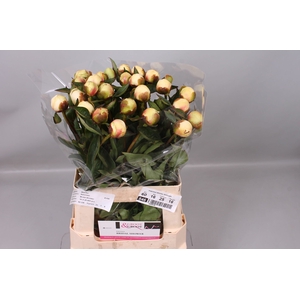 Paeonia Bridal Shower