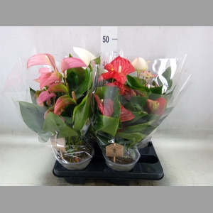 Anthurium   ...mix 4