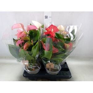 Anthurium   ...mix 4