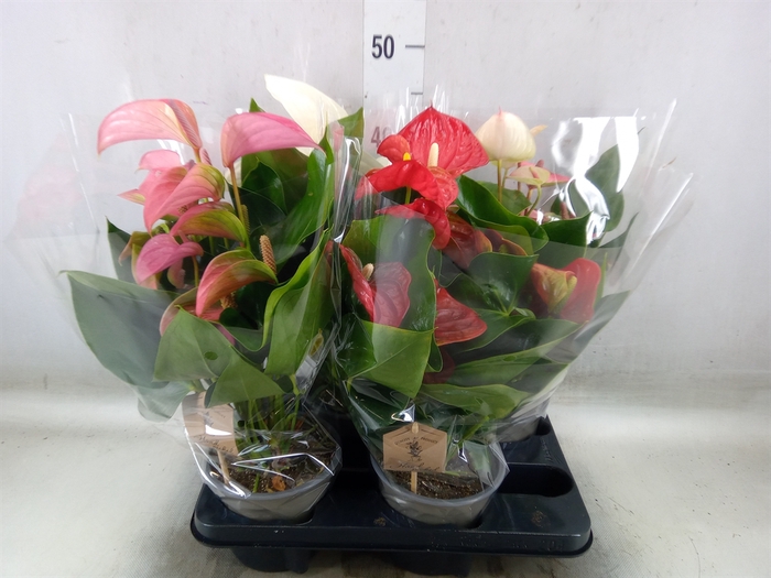<h4>Anthurium   ...mix 4</h4>