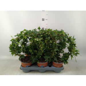 Hedera helix 'Shamrock'