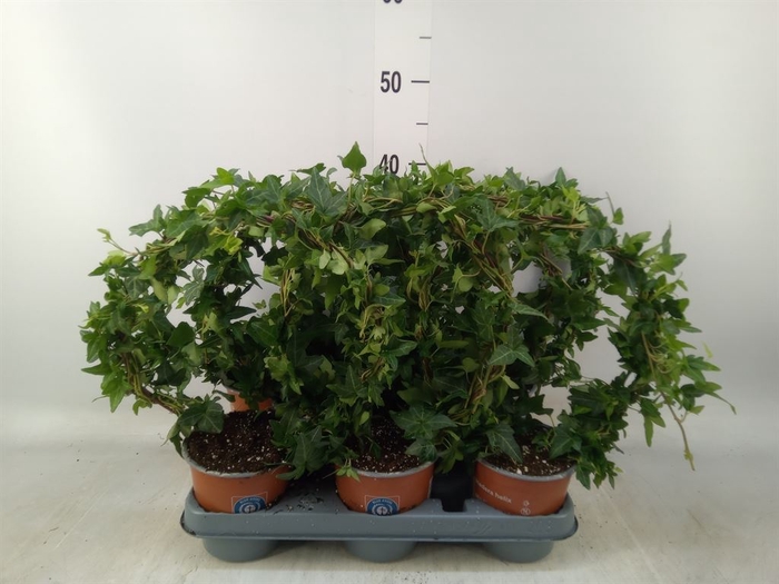 <h4>Hedera helix 'Shamrock'</h4>