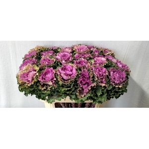 Brassica bogdana