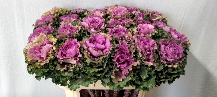 <h4>Brassica bogdana</h4>