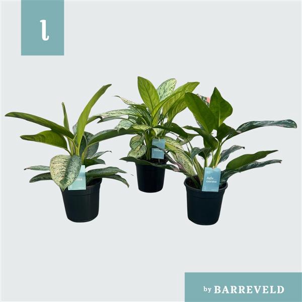 <h4>Green Agla mix (kleinbladig) (Aglaonema)</h4>