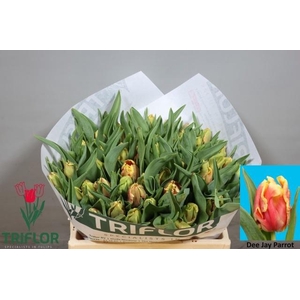 TU PA DEE JAY PARROT