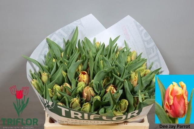 <h4>TU PA DEE JAY PARROT</h4>