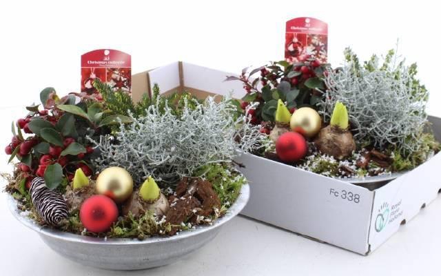 <h4>Arr Tuinplanten</h4>