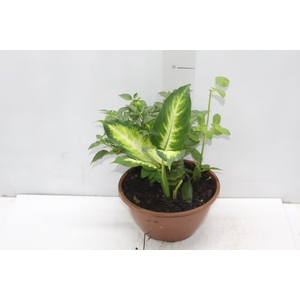 COQUETEL 7 ERVAS C21