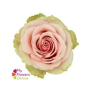 R Gr Frutteto Bicolor 40cm EC