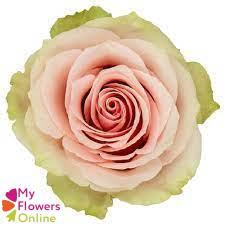 <h4>R Gr Frutteto Bicolor 40cm EC</h4>