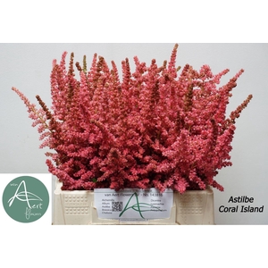 ASTIL C CORAL ISLAND