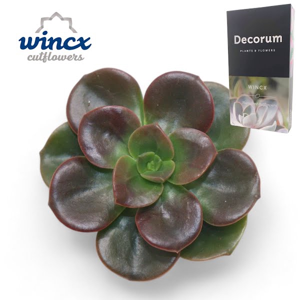 <h4>Echeveria Melaco Cutflower</h4>