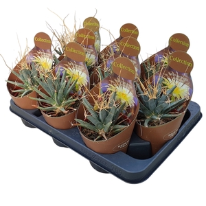 LEUCHTENBERGIA PRINCIPIS - POT Ø 10,5 - COLLECTION WITH POTCOVER (CACTUS)