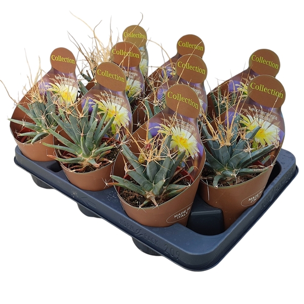 <h4>LEUCHTENBERGIA PRINCIPIS - POT Ø 10,5 - COLLECTION WITH POTCOVER (CACTUS)</h4>