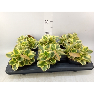 Peperomia obt. 'Obtipan Bicolor'