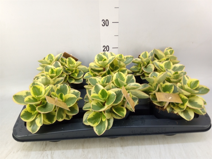 <h4>Peperomia obt. 'Obtipan Bicolor'</h4>