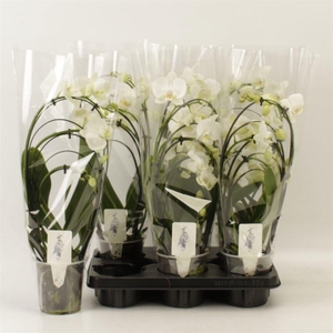 PHAL OV