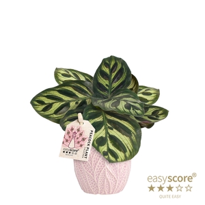 CALATHEA MAKOYANA P7 LEAF