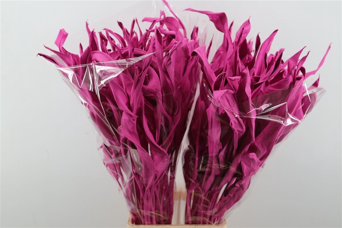 <h4>Dried Strelitziablad Cerise P Stem</h4>