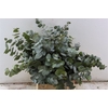 Euca Cinerea Short 150gr P Bunch S A