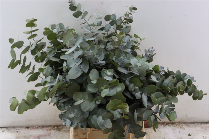 Euca Cinerea Short 150gr P Bunch S A