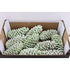 Wax Sugar Pine Snow Groen Mint