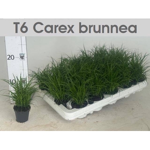CAREX BRUNNEA