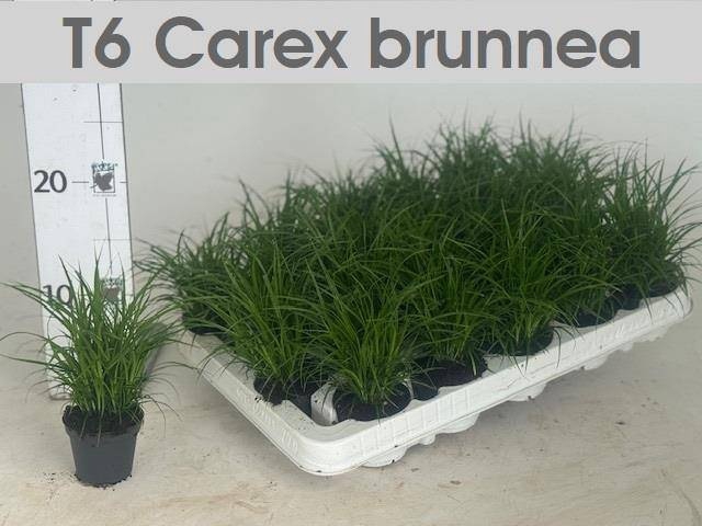 <h4>CAREX BRUNNEA</h4>