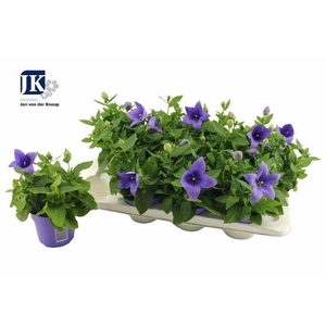 PLATYCO GR ASTRA BLU