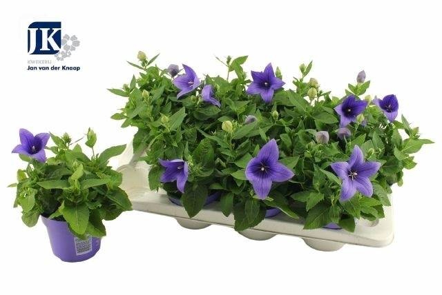 <h4>PLATYCO GR ASTRA BLU</h4>