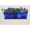 Eryngium Blue Dynamite