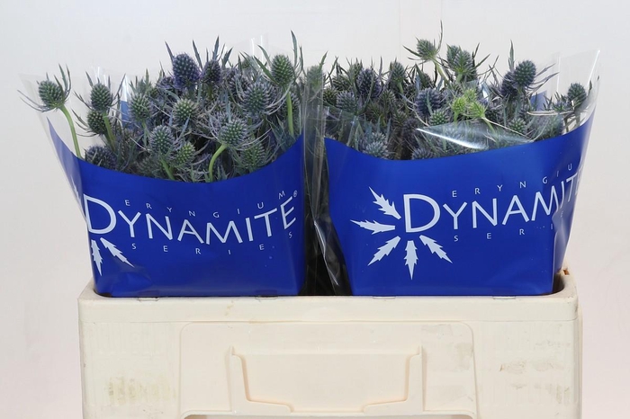 Eryngium Blue Dynamite