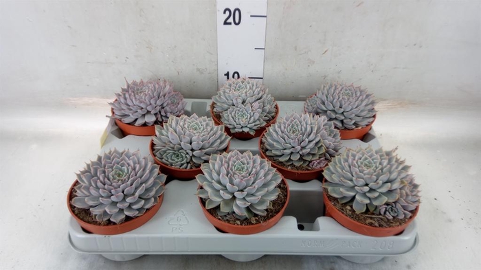 <h4>Echeveria cuspidata</h4>