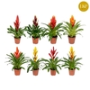 Vriesea gemengd 8 soorten gemengd in tray Sensation mix