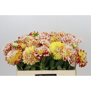 Dahlia Jowey Fantasy