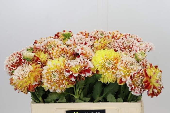 <h4>Dahlia Jowey Fantasy</h4>