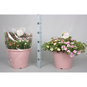CALIB MINIF GEM POT