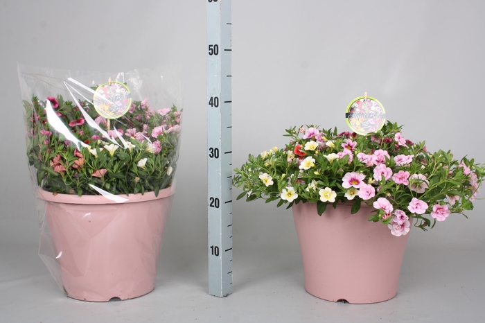 <h4>CALIB MINIF GEM POT</h4>