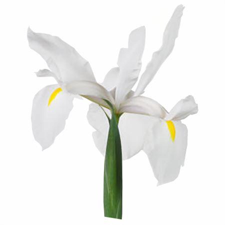 <h4>Iris Blanc Bianco</h4>