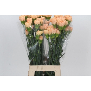 Dianthus St Caroline Gold