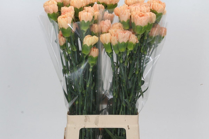 <h4>Dianthus St Caroline Gold</h4>