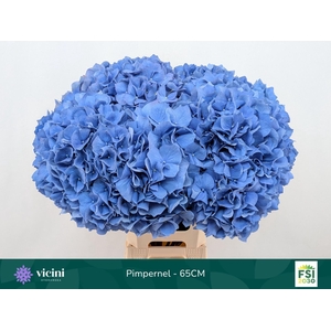 HYDRANGEA  'PIMPERNEL'