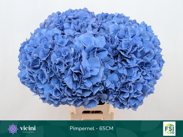 <h4>HYDRANGEA  'PIMPERNEL'</h4>
