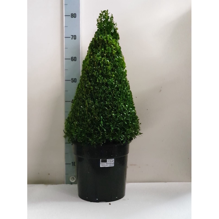 <h4>BUXU SEMPERVIRENS</h4>